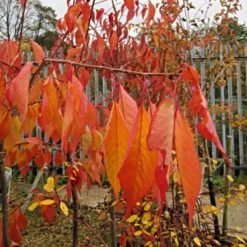 Cheal's Weeping Cherry Blossom Tree | Prunus Kiku Shidare Zakura -Plant Specialty Store ORN0058 6