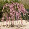 Cheal's Weeping Cherry Blossom Tree | Prunus Kiku Shidare Zakura
