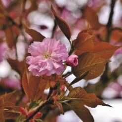 Japanese Cherry Blossom Tree | Prunus Serrulata 'Kanzan' -Plant Specialty Store ORN0060 1