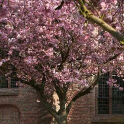 Japanese Cherry Blossom Tree | Prunus Serrulata 'Kanzan' -Plant Specialty Store ORN0060 2