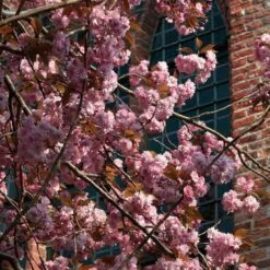 Japanese Cherry Blossom Tree | Prunus Serrulata 'Kanzan' -Plant Specialty Store ORN0060 3