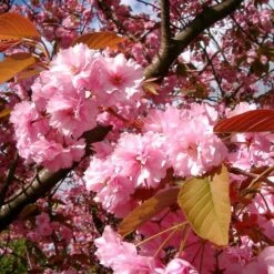Japanese Cherry Blossom Tree | Prunus Serrulata 'Kanzan' -Plant Specialty Store ORN0060 4