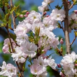 Flagpole Cherry Blossom Tree | Prunus Amanogawa -Plant Specialty Store ORN0063 3