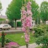 Flagpole Cherry Blossom Tree | Prunus Amanogawa -Plant Specialty Store ORN0063 new