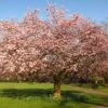Accolade Pink Cherry Blossom Tree -Plant Specialty Store ORN0064 6