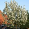 John Downie Crabapple Tree -Plant Specialty Store ORN0073 1