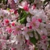 Japanese Crabapple Tree | Malus Floribunda -Plant Specialty Store ORN0074 1