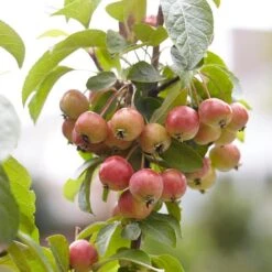 Japanese Crabapple Tree | Malus Floribunda -Plant Specialty Store ORN0074 3