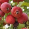 'Jelly King' Crabapple Tree -Plant Specialty Store ORN0096 2