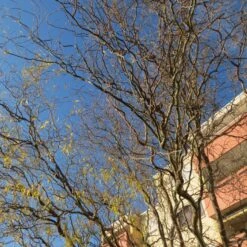 Corkscrew Willow | Salix Matsudana 'Tortuosa' -Plant Specialty Store ORN0100 2