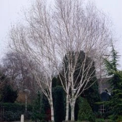 Himalayan Birch Tree | Betula Utilis Jacquemontii -Plant Specialty Store ORN0102 1