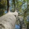 Paper Birch Tree | Betula Papyrifera -Plant Specialty Store ORN0106 2