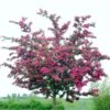 Double Pink Hawthorn Tree | Crataegus Laevigata 'Rosea Flore Pleno' -Plant Specialty Store ORN0190 1