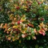 Broad-Leaved Cockspur Thorn Tree | Crataegus Persimilis 'Prunifolia' -Plant Specialty Store ORN0191 1