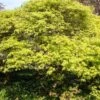 Green Weeping Japanese Maple Tree | Acer Palmatum 'Dissectum' -Plant Specialty Store ORN0197 1