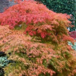 Green Weeping Japanese Maple Tree | Acer Palmatum 'Dissectum' -Plant Specialty Store ORN0197 3