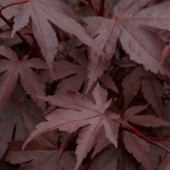 Red Japanese Maple Tree | Acer Palmatum 'Fireglow' -Plant Specialty Store ORN0198 3
