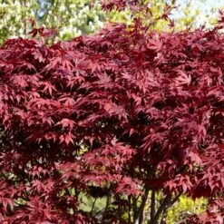 Red Japanese Maple Tree | Acer Palmatum 'Fireglow' -Plant Specialty Store ORN0198 4