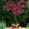 Red Weeping Japanese Maple Tree | Acer Palmatum 'Garnet' -Plant Specialty Store ORN0200 1