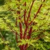 Coral Bark Japanese Maple Tree | Acer Palmatum 'Sangokaku' -Plant Specialty Store ORN0204 1