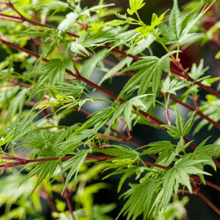 Coral Bark Japanese Maple Tree | Acer Palmatum 'Sangokaku' 4 Coral Bark Japanese Maple Tree | Acer Palmatum 'Sangokaku' - Image 2