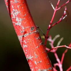Coral Bark Japanese Maple Tree | Acer Palmatum 'Sangokaku' 13 Coral Bark Japanese Maple Tree | Acer Palmatum 'Sangokaku' -Plant Specialty Store ORN0204 7