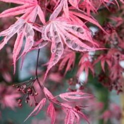 Variegated Japanese Maple Tree | Acer Palmatum 'Shirazz' -Plant Specialty Store ORN0206 4