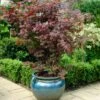 Purple Japanese Maple Tree | Acer Palmatum 'Atropurpureum' 2 Purple Japanese Maple Tree | Acer Palmatum 'Atropurpureum' -Plant Specialty Store ORN0207 1