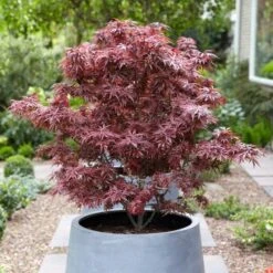 Purple Japanese Maple Tree | Acer Palmatum 'Atropurpureum' -Plant Specialty Store ORN0207 3