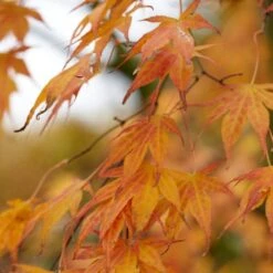 Purple Japanese Maple Tree | Acer Palmatum 'Atropurpureum' -Plant Specialty Store ORN0207 4