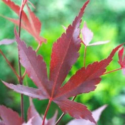 Purple Japanese Maple Tree | Acer Palmatum 'Atropurpureum' -Plant Specialty Store ORN0207 5