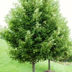 Canadian Red Maple Tree | Acer Rubrum -Plant Specialty Store ORN0212 1