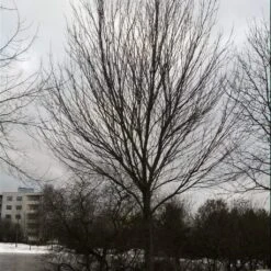 Canadian Red Maple Tree | Acer Rubrum -Plant Specialty Store ORN0212 3