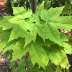 Canadian Red Maple Tree | Acer Rubrum -Plant Specialty Store ORN0212 4