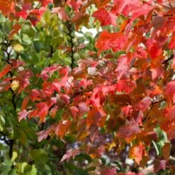 Canadian Red Maple Tree | Acer Rubrum 'Fairview Flame' -Plant Specialty Store ORN0213 3