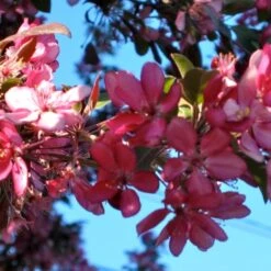 'Profusion Improved' Crabapple Tree | Malus Moerlandsii -Plant Specialty Store ORN0216 3