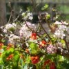 'Royal Beauty' Weeping Crabapple Tree -Plant Specialty Store ORN0224 1