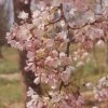 'Pink Shell' Cherry Blossom Tree | Prunus × Yedoensis -Plant Specialty Store ORN0238 8