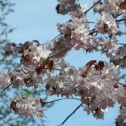 Sargent's Cherry Blossom Tree | Prunus Sargentii -Plant Specialty Store ORN0240 3