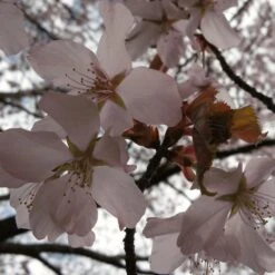 Sargent's Cherry Blossom Tree | Prunus Sargentii -Plant Specialty Store ORN0240 4