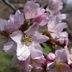 Sargent's Cherry Blossom Tree | Prunus Sargentii -Plant Specialty Store ORN0240 5