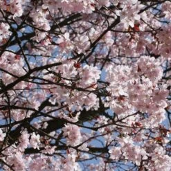 Sargent's Cherry Blossom Tree | Prunus Sargentii -Plant Specialty Store ORN0240 7
