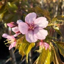 Sargent's Cherry Blossom Tree | Prunus Sargentii -Plant Specialty Store ORN0240 8