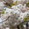 'Mount Fuji' Cherry Blossom Tree | Prunus Serrulata 'Shirotae' -Plant Specialty Store ORN0242 1