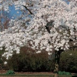 'Mount Fuji' Cherry Blossom Tree | Prunus Serrulata 'Shirotae' -Plant Specialty Store ORN0242 8