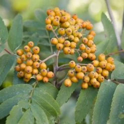 Copper Kettle' Rowan Tree | Sorbus -Plant Specialty Store ORN0267 2 e5bc6d83 c718 4ce9 8e32 0543b4cbdb23