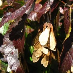 Tatarian Maple | Acer Tataricum 'Hotwings' 11 Tatarian Maple | Acer Tataricum 'Hotwings' -Plant Specialty Store ORN0278 5 2f77771d bb4c 4416 bbc0 dc387bce8adc