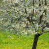 UK Native Wildlife-Friendly Cherry Blossom Tree | Prunus Avium -Plant Specialty Store ORN0312 1