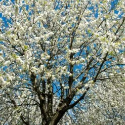 UK Native Wildlife-Friendly Cherry Blossom Tree | Prunus Avium -Plant Specialty Store ORN0312 2