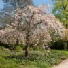 Pink Weeping Winter Flowering Cherry Tree | Prunus Subhirtella 'Pendula Rosea' -Plant Specialty Store ORN0352 2 c8424f29 87cd 4e0f 8d1b 6451d351a1a2